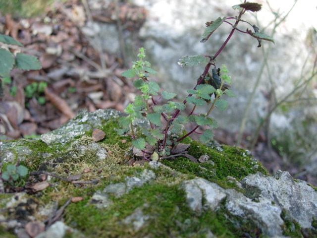 Urtica chamaedryoides